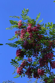 紫槐花