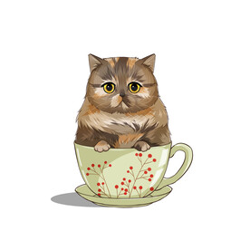 茶杯猫            