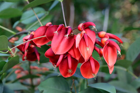 鸡冠刺桐花
