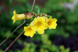 黄蝉花 花 花朵 黄花 花卉 