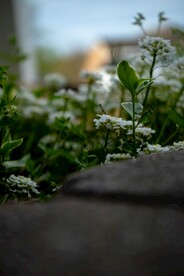 宽叶独行菜
