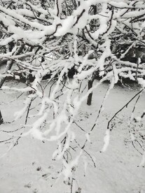 雪压树枝