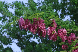 紫槐花 