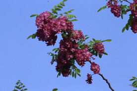 紫槐花