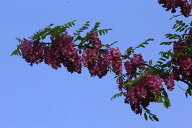 紫槐花 