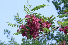 紫槐花 