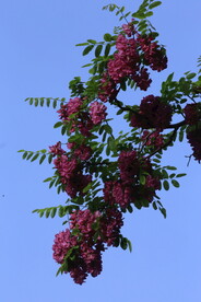 紫槐花 