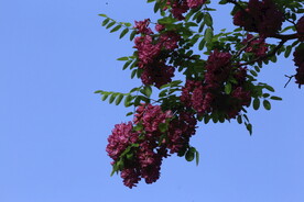 紫槐花 