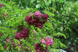 紫槐花 