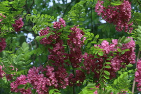 紫槐花