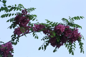 紫槐花