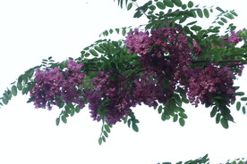 紫槐花