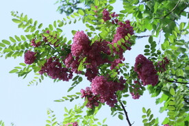 紫槐花