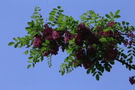 紫槐花 