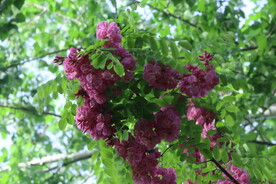 紫槐花 