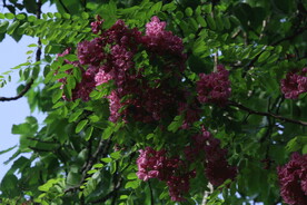 紫槐花 