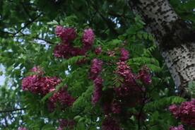 紫槐花 