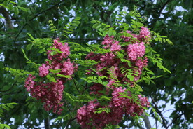 紫槐花 