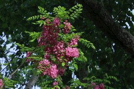 紫槐花