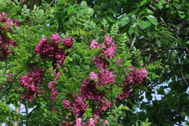 紫槐花