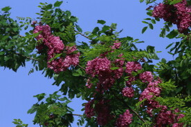 紫槐花 