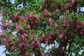 紫槐花