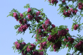 紫槐花