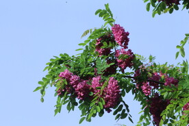 紫槐花 
