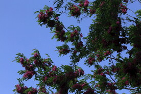紫槐花