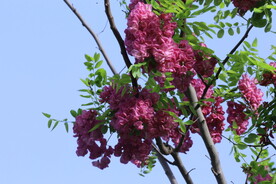 紫槐花