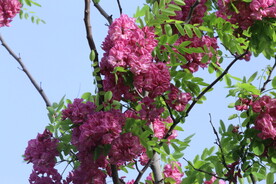 紫槐花 