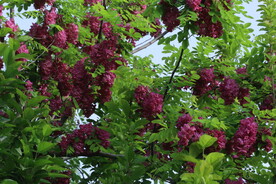 紫槐花 