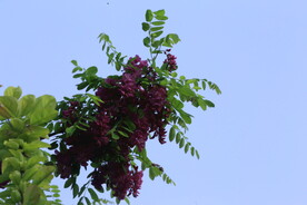 紫槐花