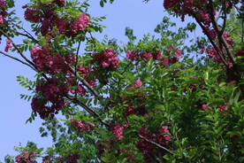 紫槐花