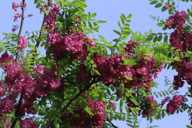 紫槐花 