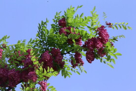 紫槐花 