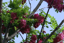 紫槐花 