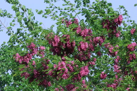 紫槐花