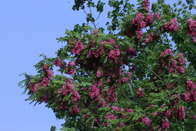 紫槐花