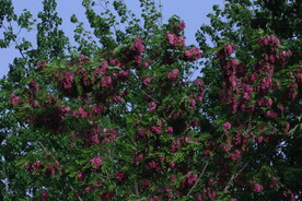 紫槐花