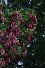 紫槐花 