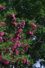 紫槐花 