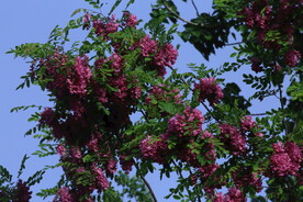 紫槐花 