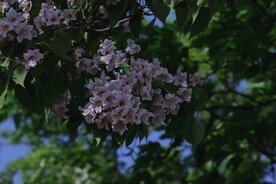 楸树花
