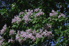 楸树花