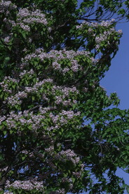 楸树花 