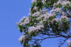 楸树花 