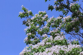 楸树花