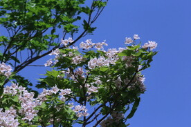 楸树花