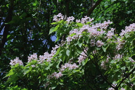 楸树花